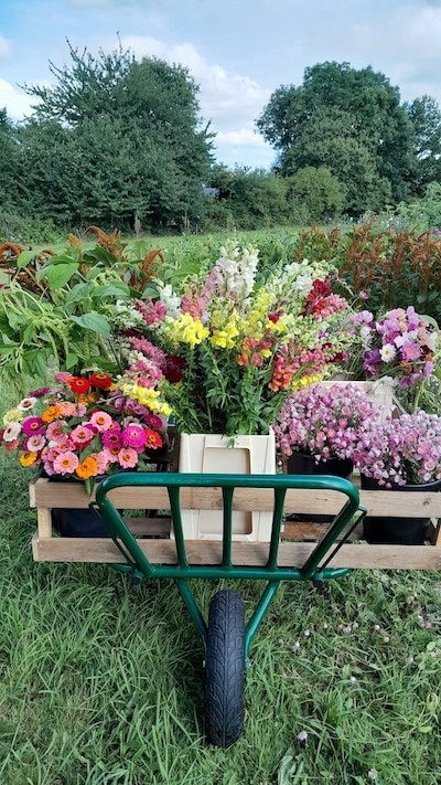 an avel production fleurs fougeres 1 2