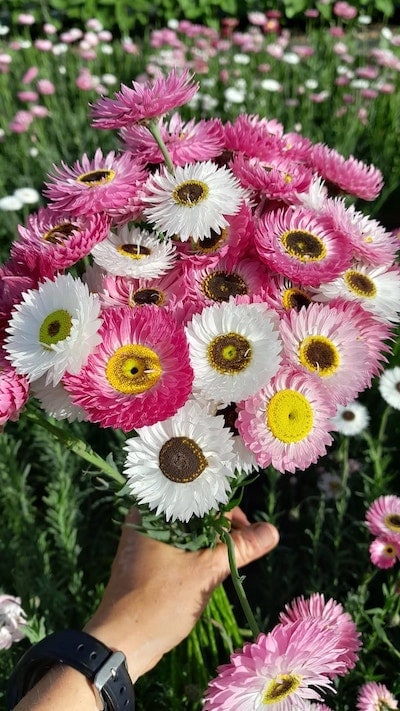 an avel production fleurs fougeres 2 2