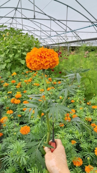 an avel production fleurs fougeres 2